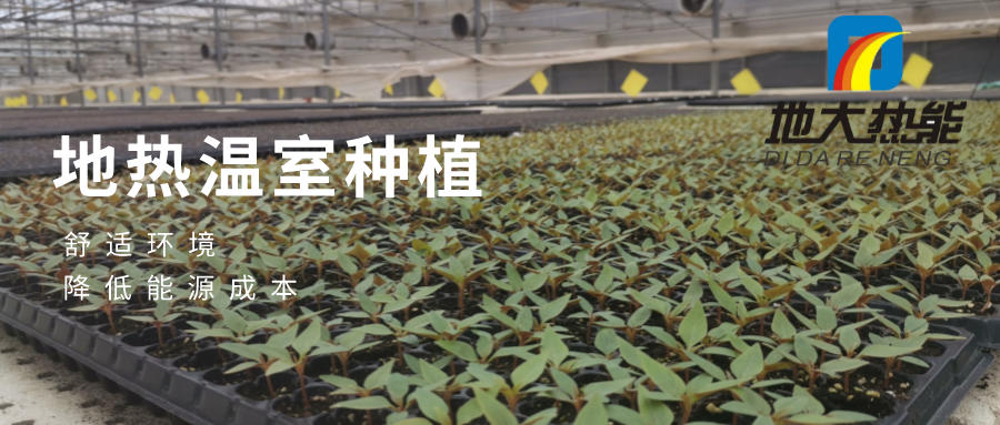 發揮地熱資源優勢,地熱農業實現花卉產業特色發展 | 地大熱能 地熱服務全球 發揮地熱資源優勢,地熱農業實現花卉產業特色發展 | 地大熱能 地熱服務全球